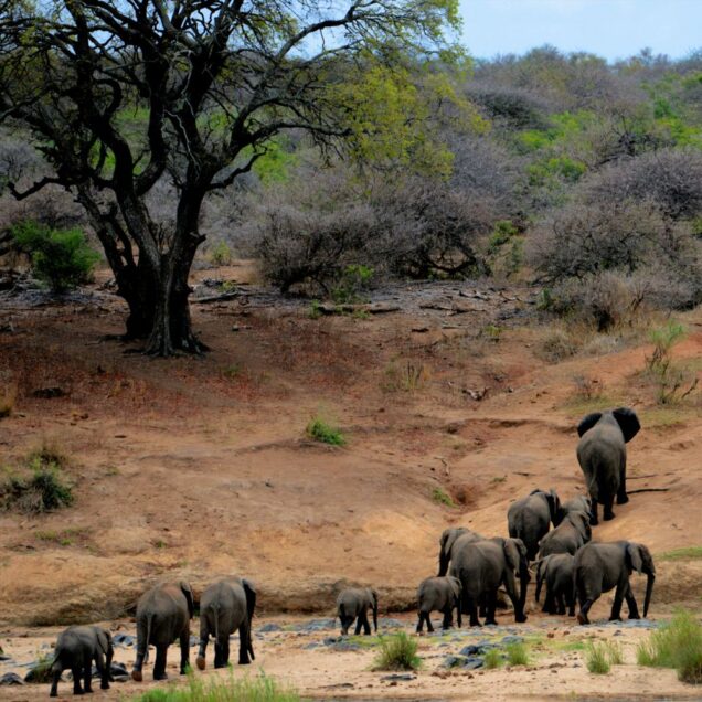 Maasai Mara