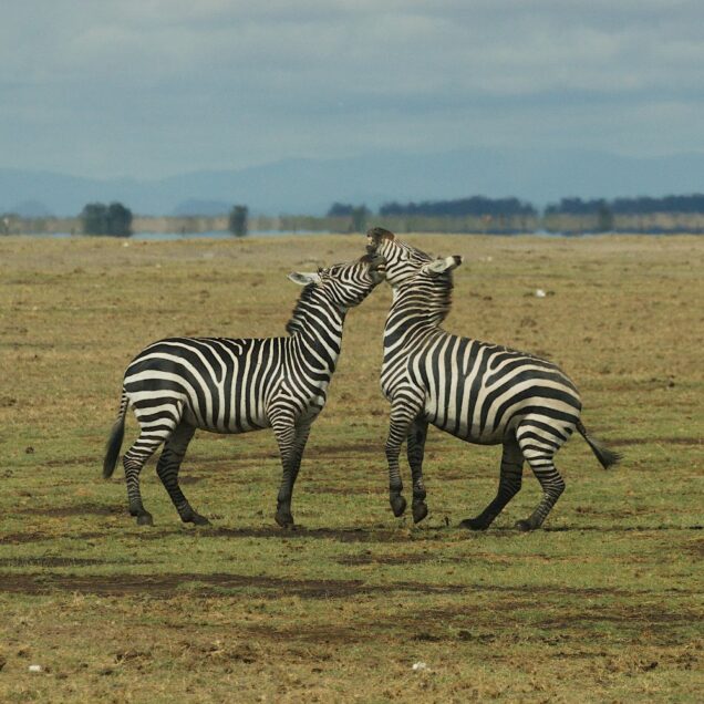 Amboseli